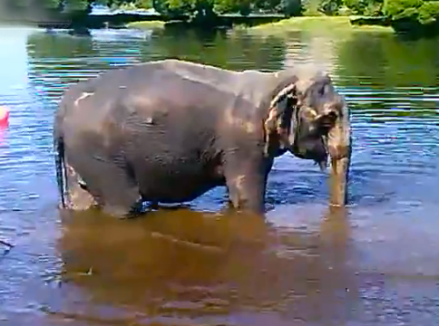 Un elefante sufre un ataque al corazón y se ahoga