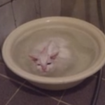 El gato que no quiere salir del baño caliente