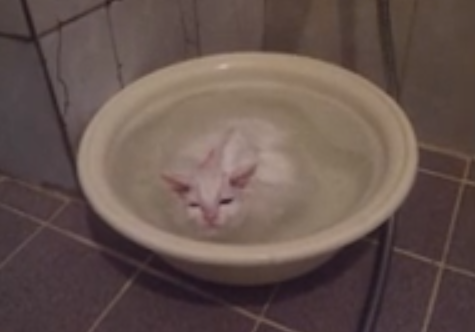 El gato que no quiere salir del baño caliente