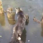 Los turistas tirando pan a los peces y un gato muy listo se aprovecha de la situación