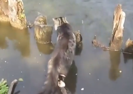 Los turistas tirando pan a los peces y un gato muy listo se aprovecha de la situación