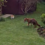 Dos gatos ahuyentan a un zorro del patio trasero de su casa