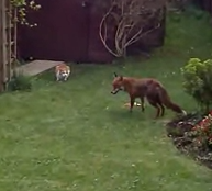 Dos gatos ahuyentan a un zorro del patio trasero de su casa