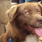 La impresionante historia del perro callejero más caro del mundo