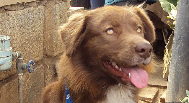 La impresionante historia del perro callejero más caro del mundo