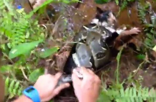 Un hombre salva a un gato de una boa constrictor