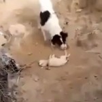 Un perro entierra a su cachorro muerto