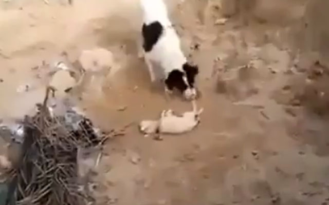 Un perro entierra a su cachorro muerto
