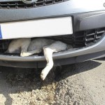 La Guardia Civil salva la vida a un perro incrustado en la carrocería de un coche