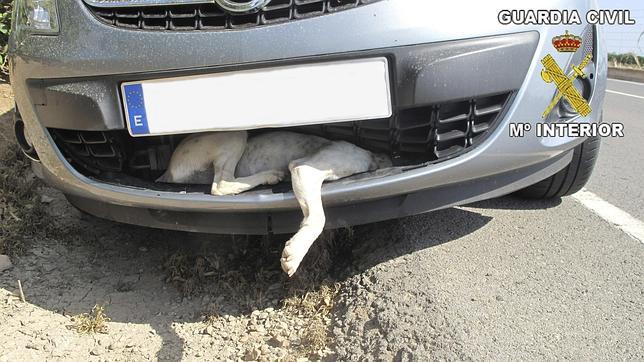 La Guardia Civil salva la vida a un perro incrustado en la carrocería de un coche