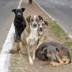 Unos perros callejeros salvan a niña de ser violada en Argentina