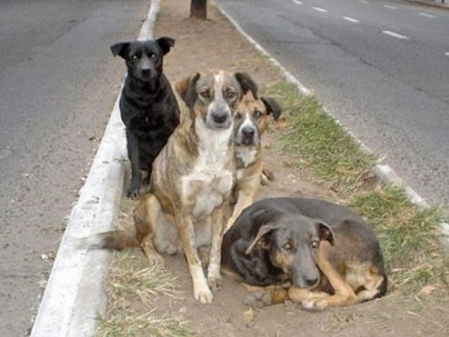 Unos perros callejeros salvan a niña de ser violada en Argentina