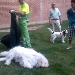 Gran indignación en Zaragoza después de que una policía local matara de un tiro a un perro que iba suelto por la calle