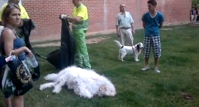 Gran indignación en Zaragoza después de que una policía local matara de un tiro a un perro que iba suelto por la calle
