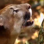 La ley de la naturaleza: Puma vs. Oso perezoso