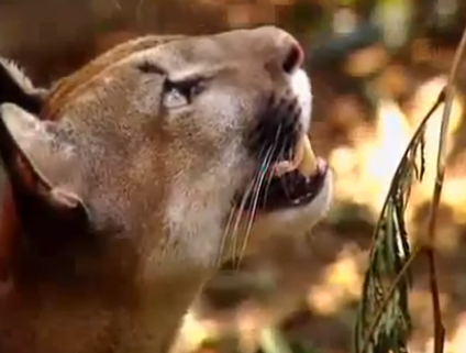 La ley de la naturaleza: Puma vs. Oso perezoso