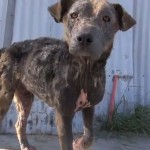 Impresionante y emotivo rescate de un perro que llevaba abandonado meses en la calle