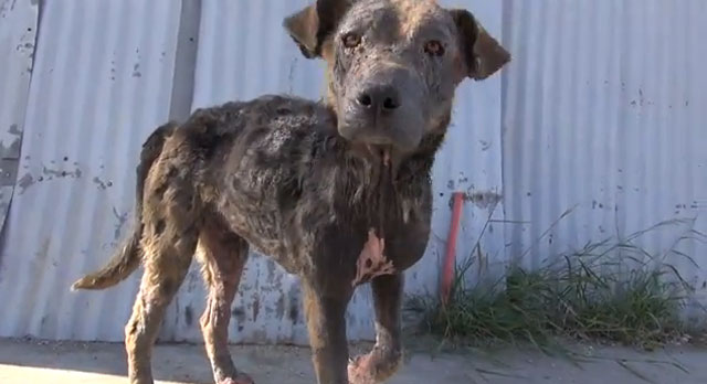 Impresionante y emotivo rescate de un perro que llevaba abandonado meses en la calle