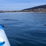 Un piragüista se encuentra con un tiburón peregrino mientras navegaba en A Coruña