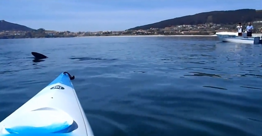 Un piragüista se encuentra con un tiburón peregrino mientras navegaba en A Coruña