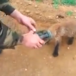 Un zorro atascado en un tarro de vidrio vence el miedo y busca ayuda entre los humanos