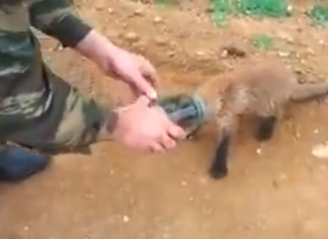 Un zorro atascado en un tarro de vidrio vence el miedo y busca ayuda entre los humanos