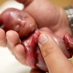 Una mujer muestra las fotos de su hijo nacido a las 19 semanas de embarazo
