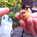 Borracho chocándole los cinco a una abeja