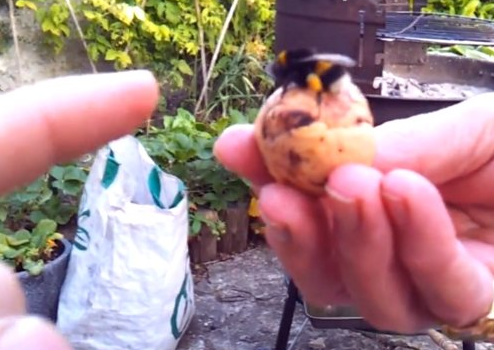 Borracho chocándole los cinco a una abeja