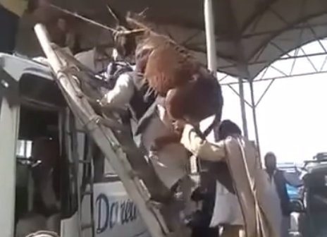 Pakistán: Cómo subir a un burro al techo de un autobús
