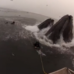 Le faltó muy poco para ser engullido por una ballena