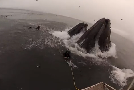 Le faltó muy poco para ser engullido por una ballena