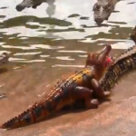 Meten a un cocodrilo de juguete en una granja de cocodrilos