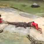 Un cocodrilo muerde la cabeza de su entrenador en Tailandia