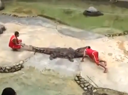 Un cocodrilo muerde la cabeza de su entrenador en Tailandia