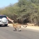 Un impala se salva de ser devorado por los guepardos saltando a una camioneta