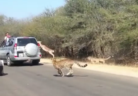 Un impala se salva de ser devorado por los guepardos saltando a una camioneta