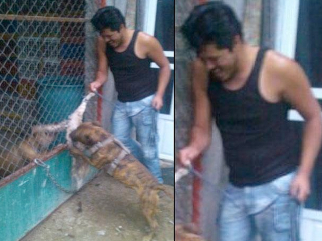 Buscan en México a hombre que difundió imágenes de perros destrozando gatos vivos