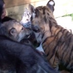 Cachorros de chimpancé, tigre y lobo jugando juntos