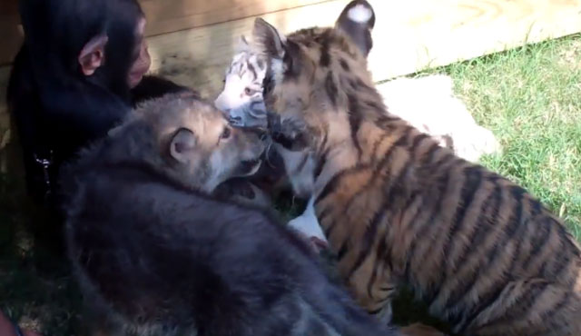 Cachorros de chimpancé, tigre y lobo jugando juntos