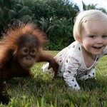 Una niña y un orangután se ven obligados a separarse después de seis años juntos