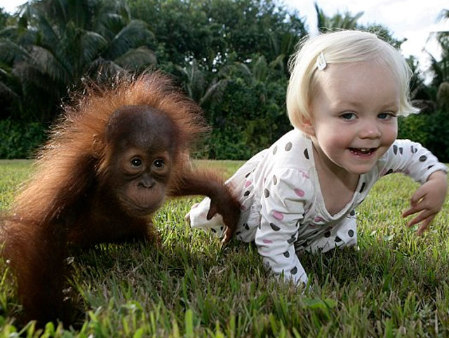 Una niña y un orangután se ven obligados a separarse después de seis años juntos