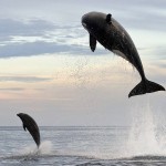 Impresionantes fotografías de una orca saltando 4 metros fuera del agua para cazar a un delfín