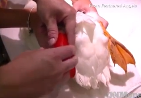 Un pato vuelve a caminar gracias a una impresora 3D