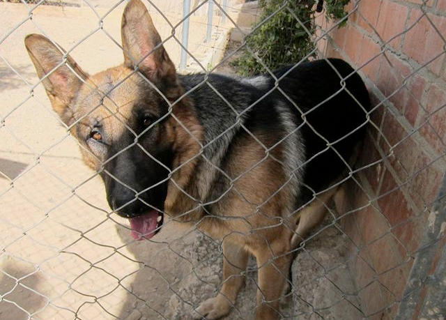 Las FARC utilizan un ‘perro bomba’ en ataque en Nariño, Colombia