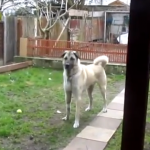 Un perro corre al encuentro con su dueño al escuchar su voz 5 meses después