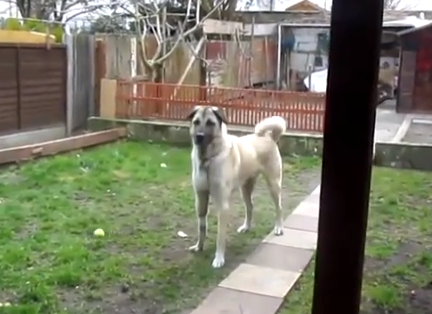 Un perro corre al encuentro con su dueño al escuchar su voz 5 meses después