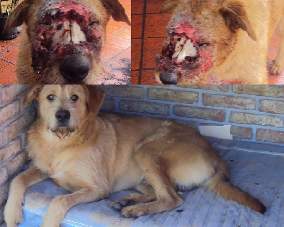 Tigre, el perro que fue atacado a machetazos, se recupera de sus heridas satisfactoriamente