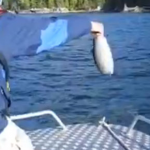 Un águila acude a la llamada de unos pescadores que le quieren dar un pez