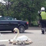 La policía de Copenhague controla el tráfico para proteger a un cisne y a sus polluelos
